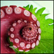 octapus tentacle